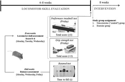 Physical Exercise and Mitochondrial Disease: Insights From a Mouse Model